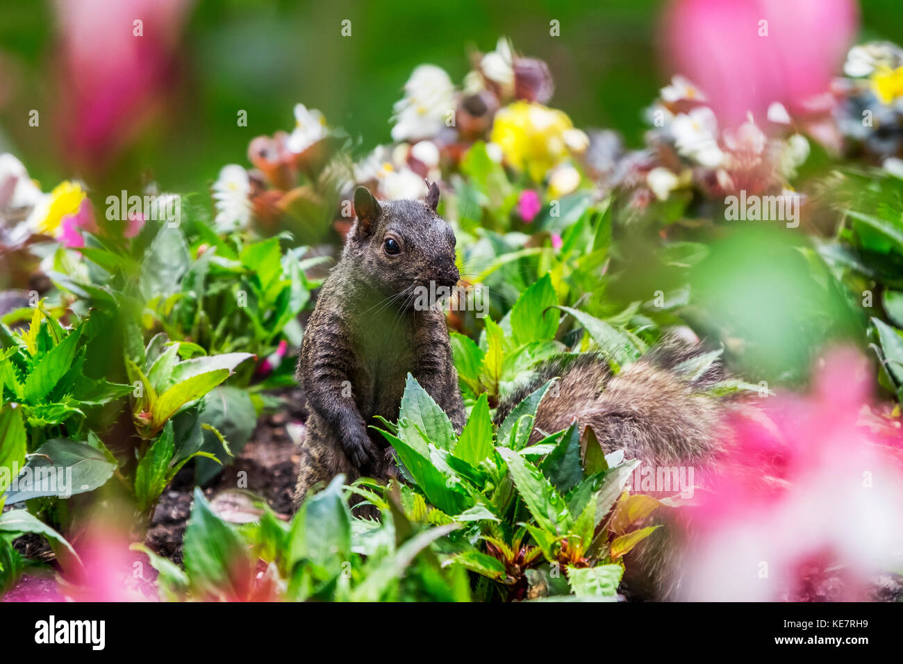 Un écureuil gris (Sciurus carolinensis) à la recherche de parmi un lit de fleurs dans le parc Beacon Hill, Victoria, Colombie-Britannique, Canada Banque D'Images