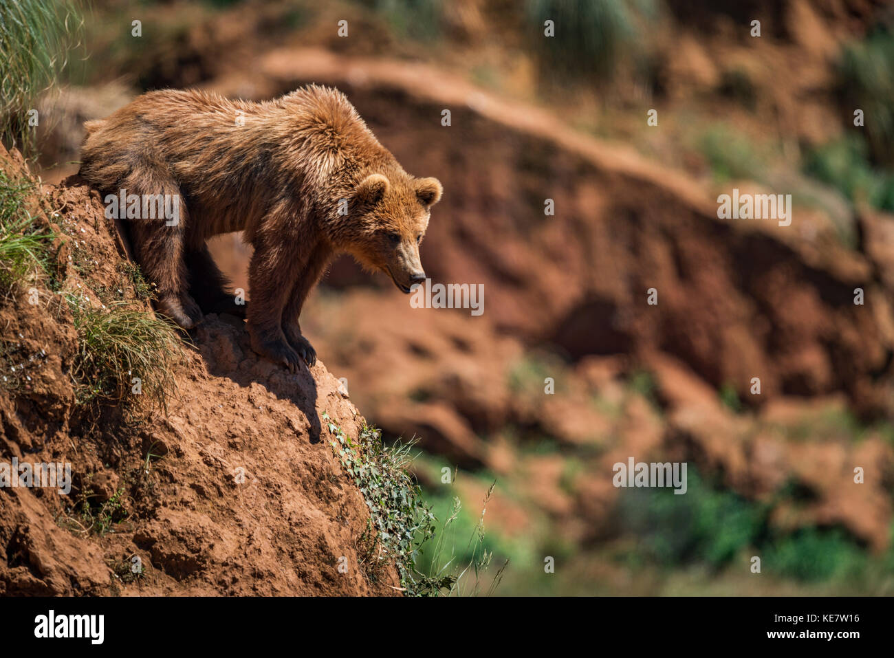 Ours brun (Ursus arctos) s'appuyant sur une pente rocheuse, de Cabarceno, Cantabria, ESPAGNE Banque D'Images