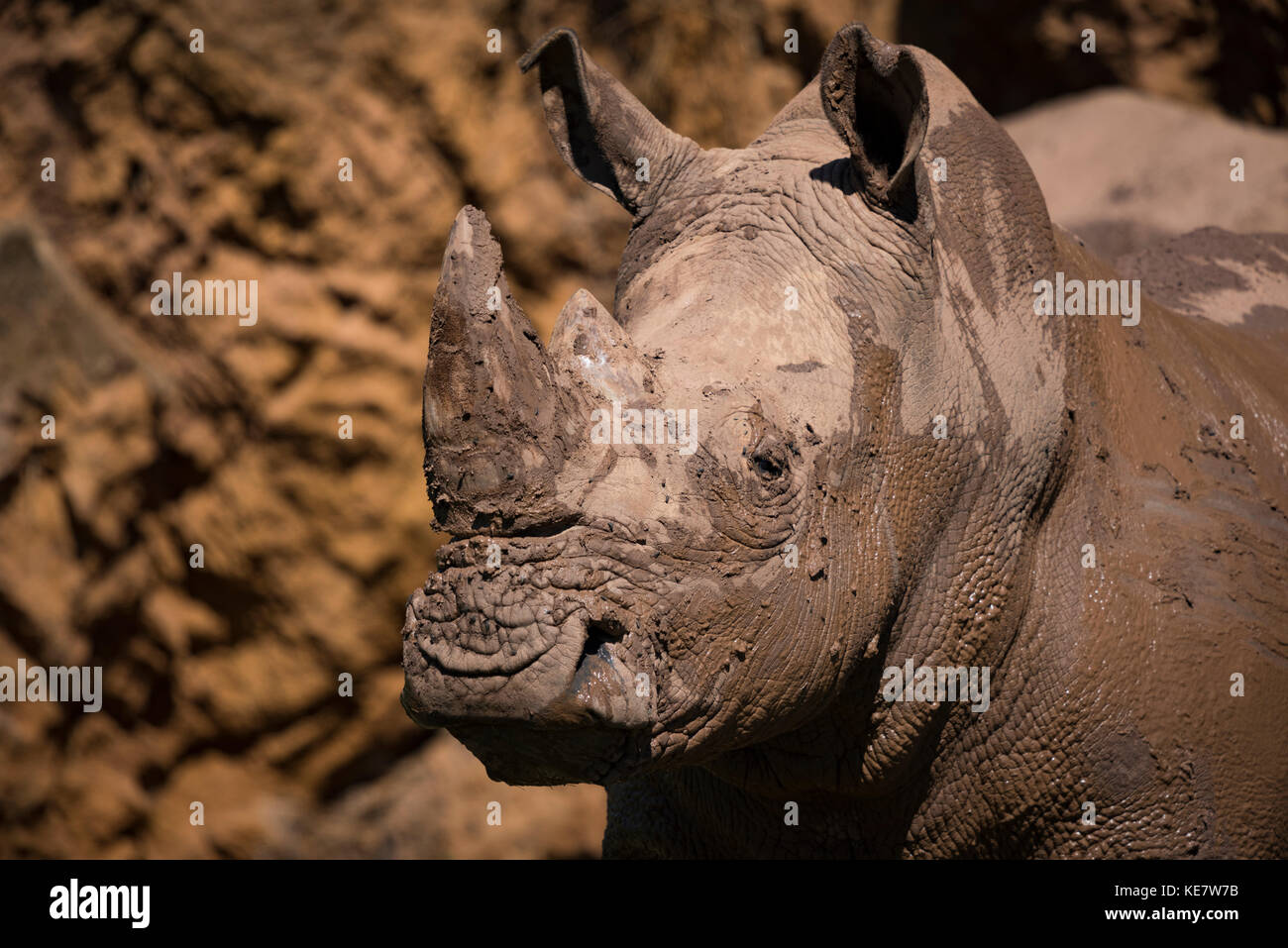 Portrait Of Muddy rhinocéros blanc (Ceratotherium simum) à côté de Cabarceno, Falaise, Cantabria, ESPAGNE Banque D'Images