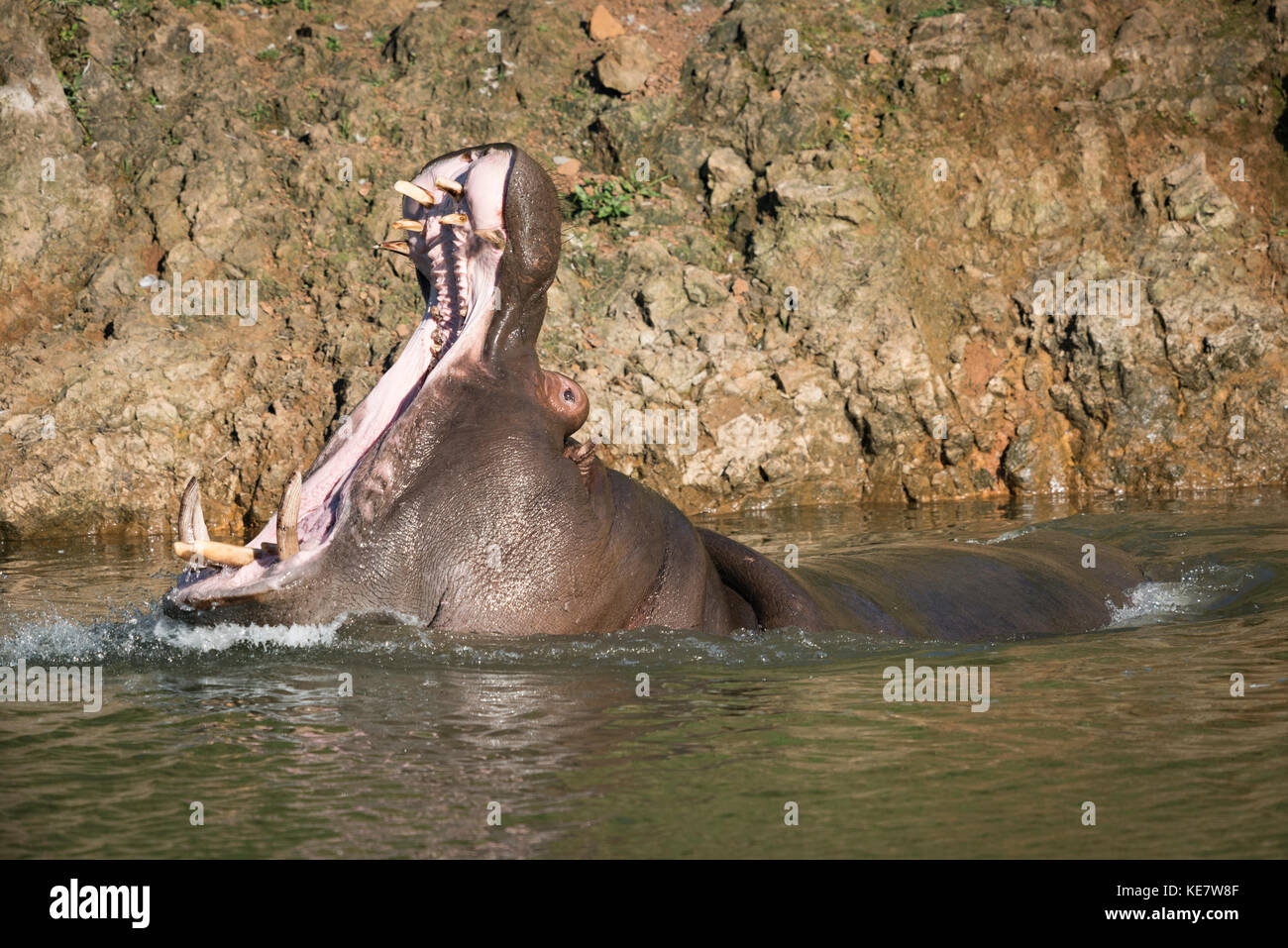Hippopotame (Hippopotamus amphibius) Tête de levage d'ouvrir grand la bouche de Cabarceno ;, Cantabria, ESPAGNE Banque D'Images