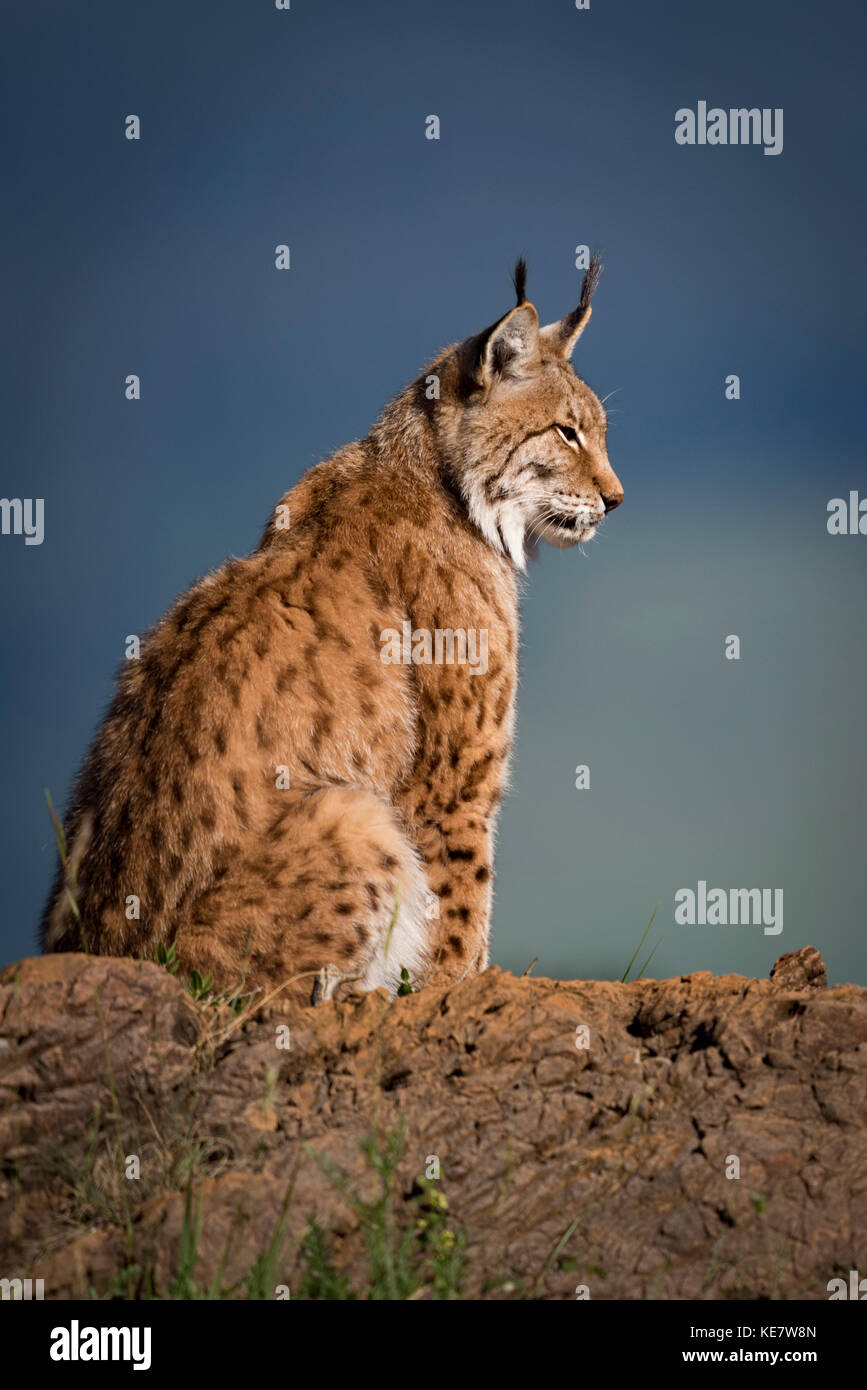 Le Lynx du Canada (Lynx canadensis) de profil, assis sur un rocher au soleil ; Cabarceno, Cantabria, ESPAGNE Banque D'Images