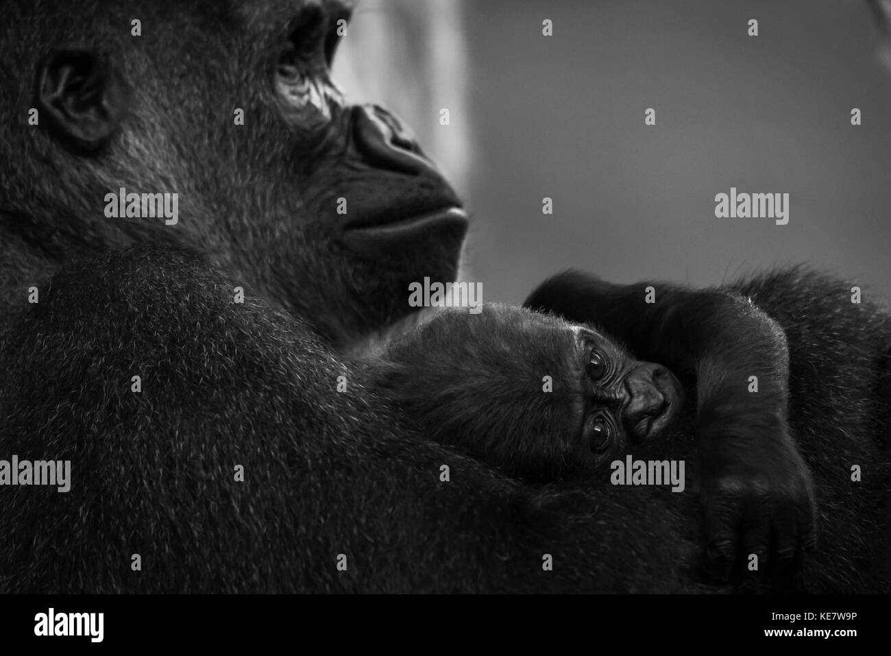 Bébé Gorille de plaine de l'ouest (Gorilla gorilla gorilla) dans Lap de Cabarceno ; Mère, Cantabria, ESPAGNE Banque D'Images