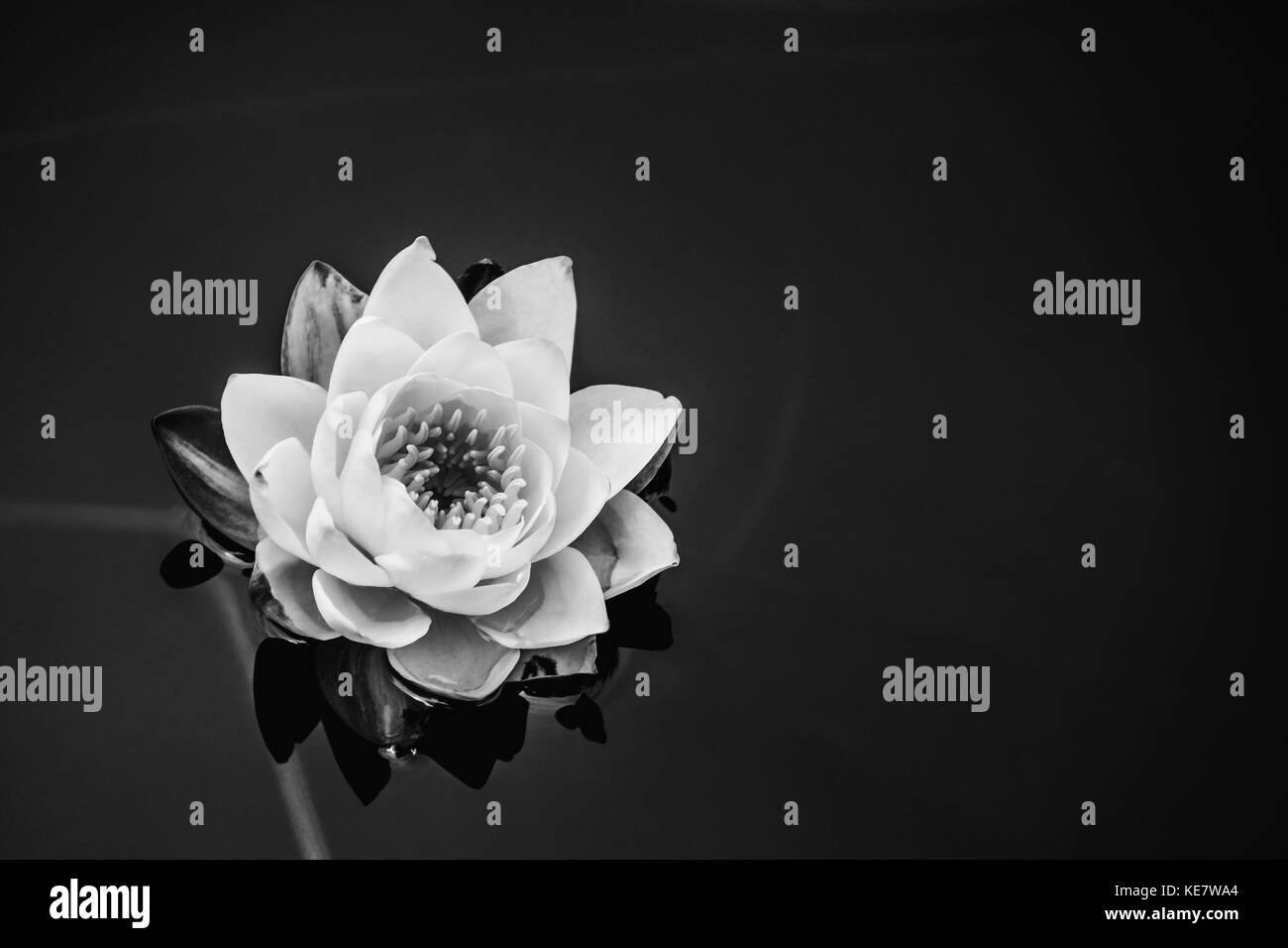 Un Nénuphar (Nymphaeaceae) dans un étang ; Victoria, British Columbia, Canada Banque D'Images