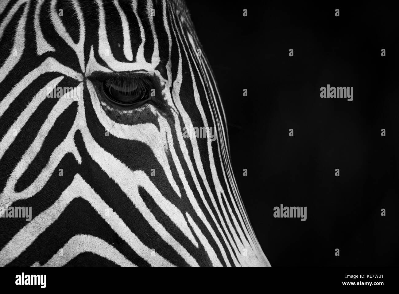 Plan de Zèbre de Grévy (Equus grevyi) Face de profil sur un fond noir ; Cabarceno, Cantabria, ESPAGNE Banque D'Images