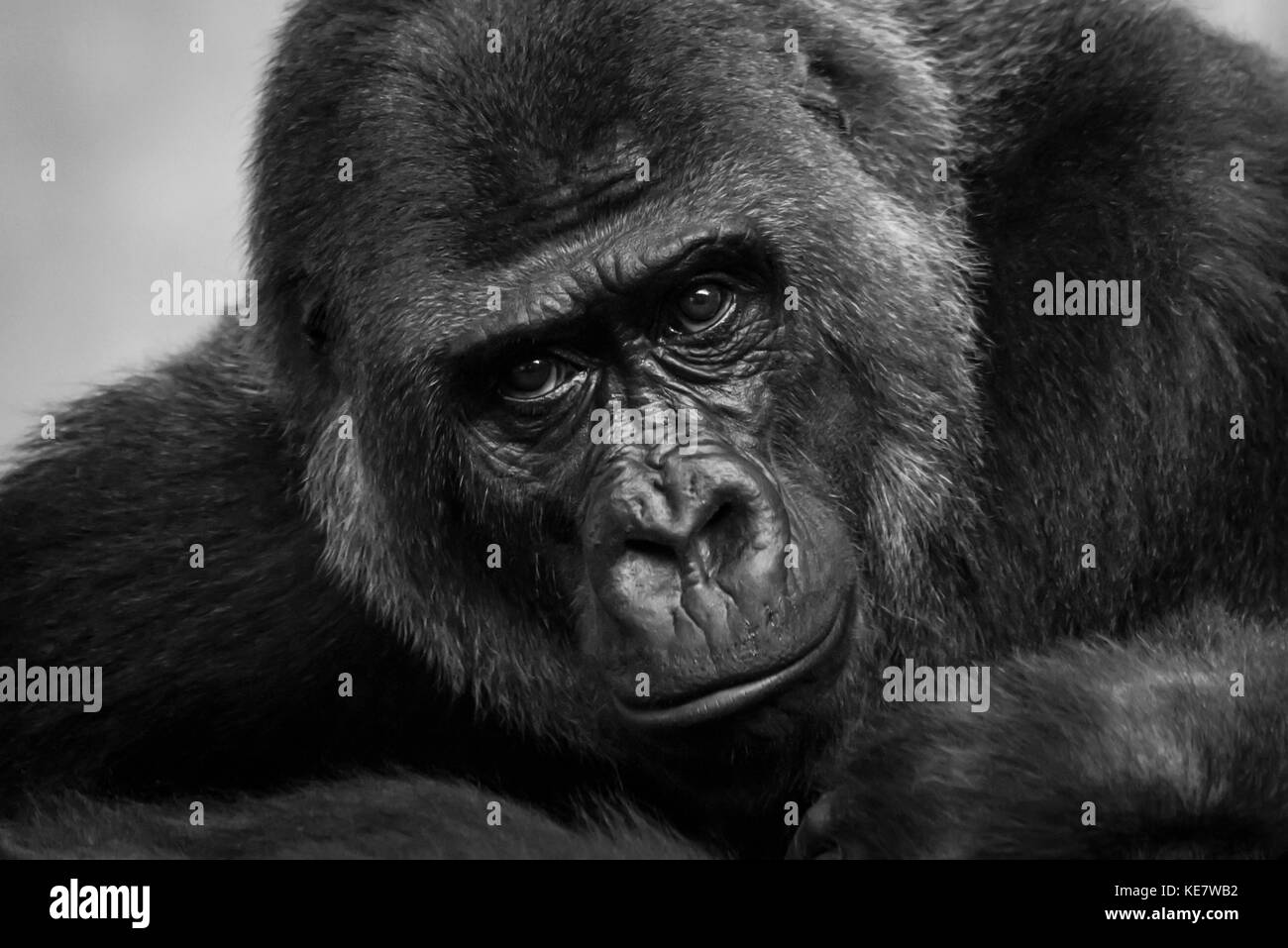 Portrait de gorille de plaine de l'ouest (Gorilla gorilla gorilla) Looking at Camera ; Cabarceno, Cantabria, ESPAGNE Banque D'Images