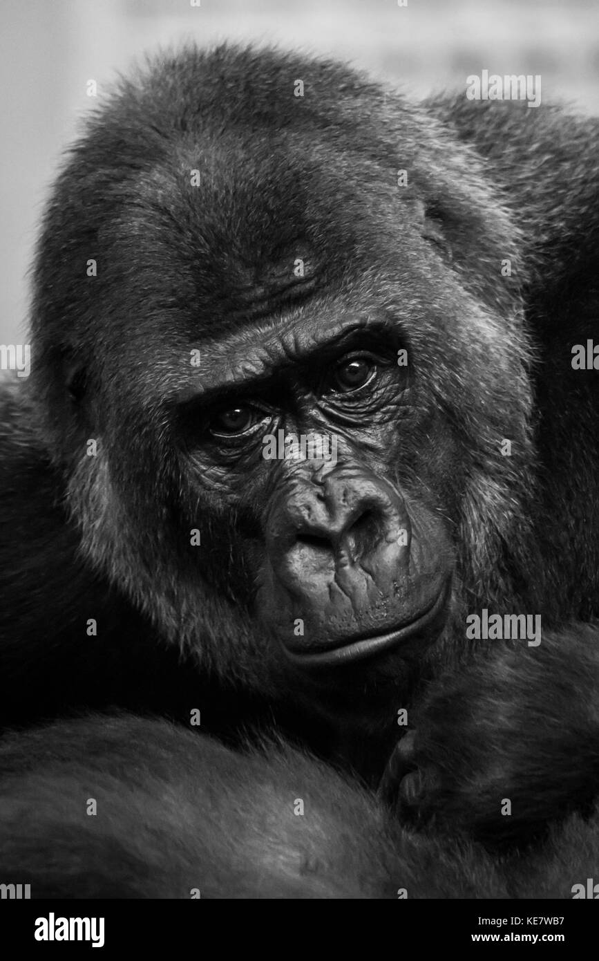 Portrait de gorille de plaine de l'ouest (Gorilla gorilla gorilla) Looking at Camera ; Cabarceno, Cantabria, ESPAGNE Banque D'Images