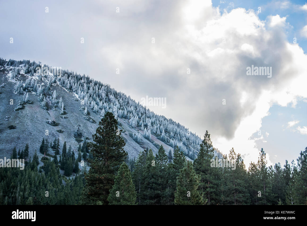 Signes de début de l'hiver sur la colline, près de l'adventice ; California, United States of America Banque D'Images