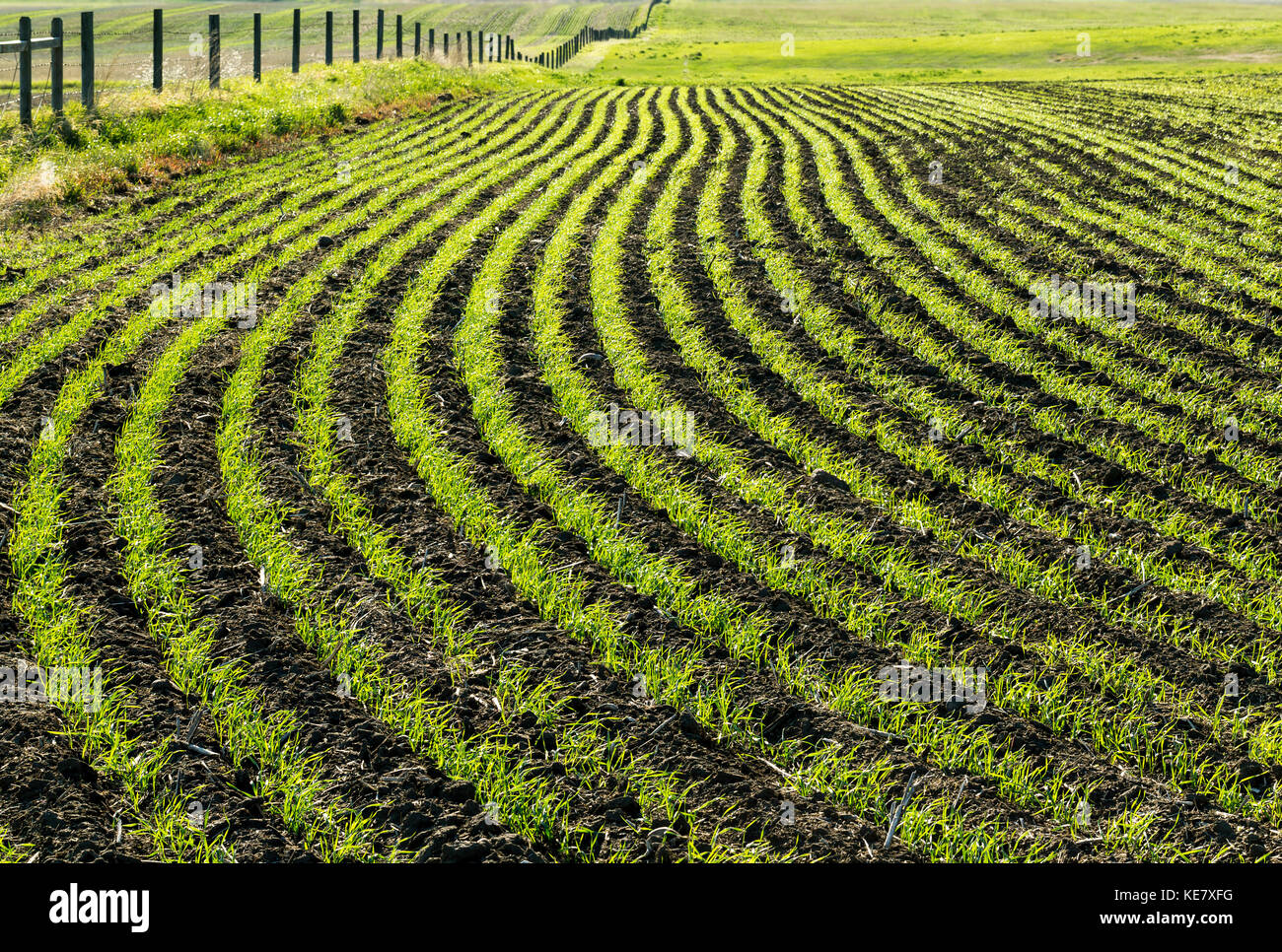 Des conduites d'un début de croissance des cultures de céréales dans un terrain glissant ; Beiseker, Alberta, Canada Banque D'Images
