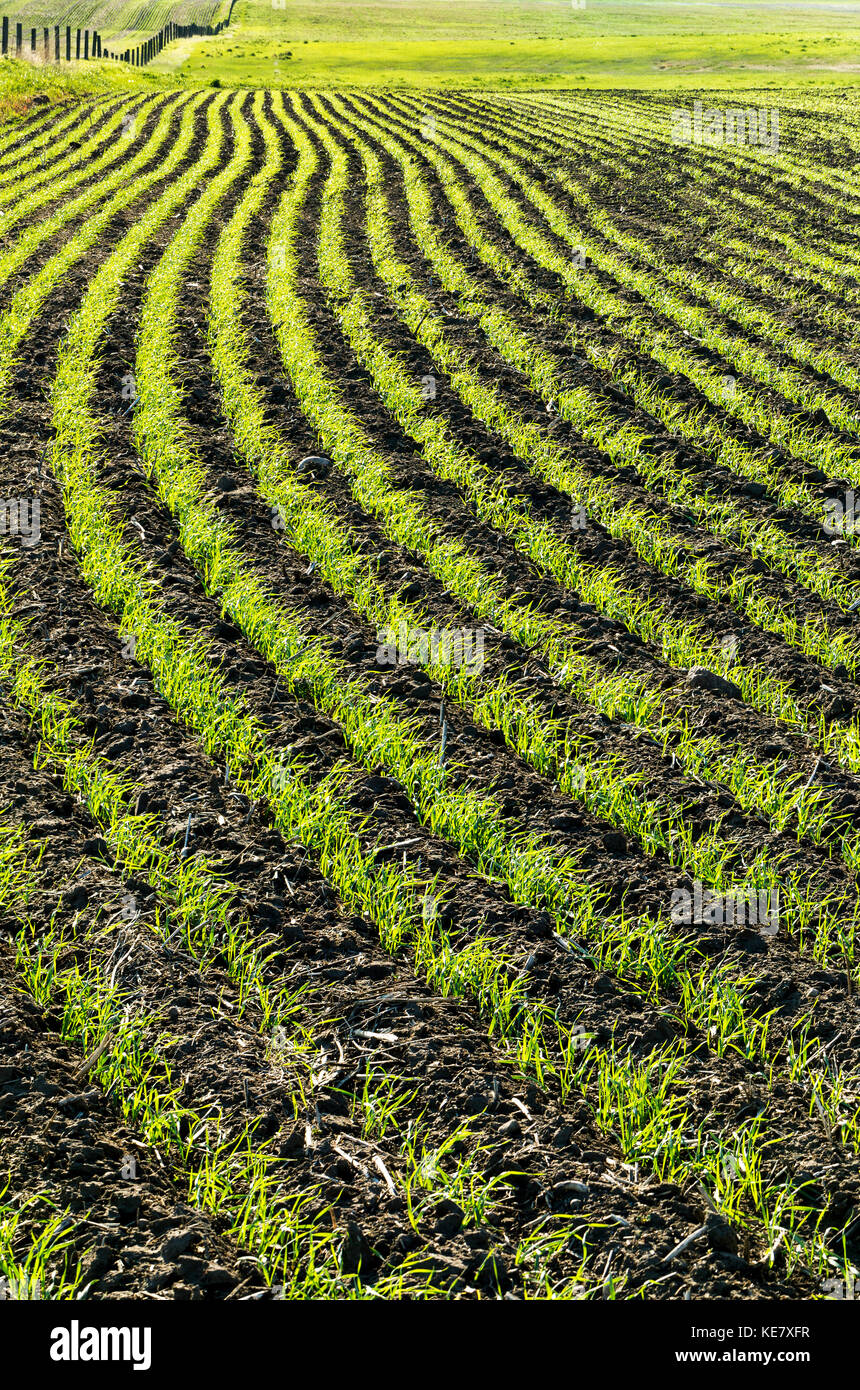 Des conduites d'un début de croissance des cultures de céréales dans un terrain glissant ; Beiseker, Alberta, Canada Banque D'Images