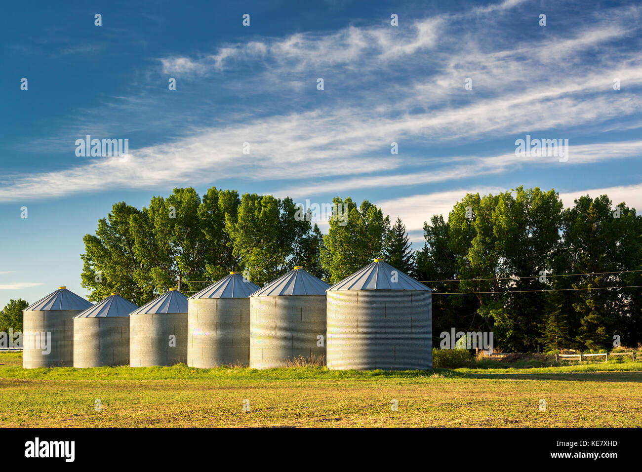 Une rangée de grands silos à grains en métal au lever du soleil avec des arbres en arrière-plan et nuages et ciel bleu ; Alberta, Canada Banque D'Images