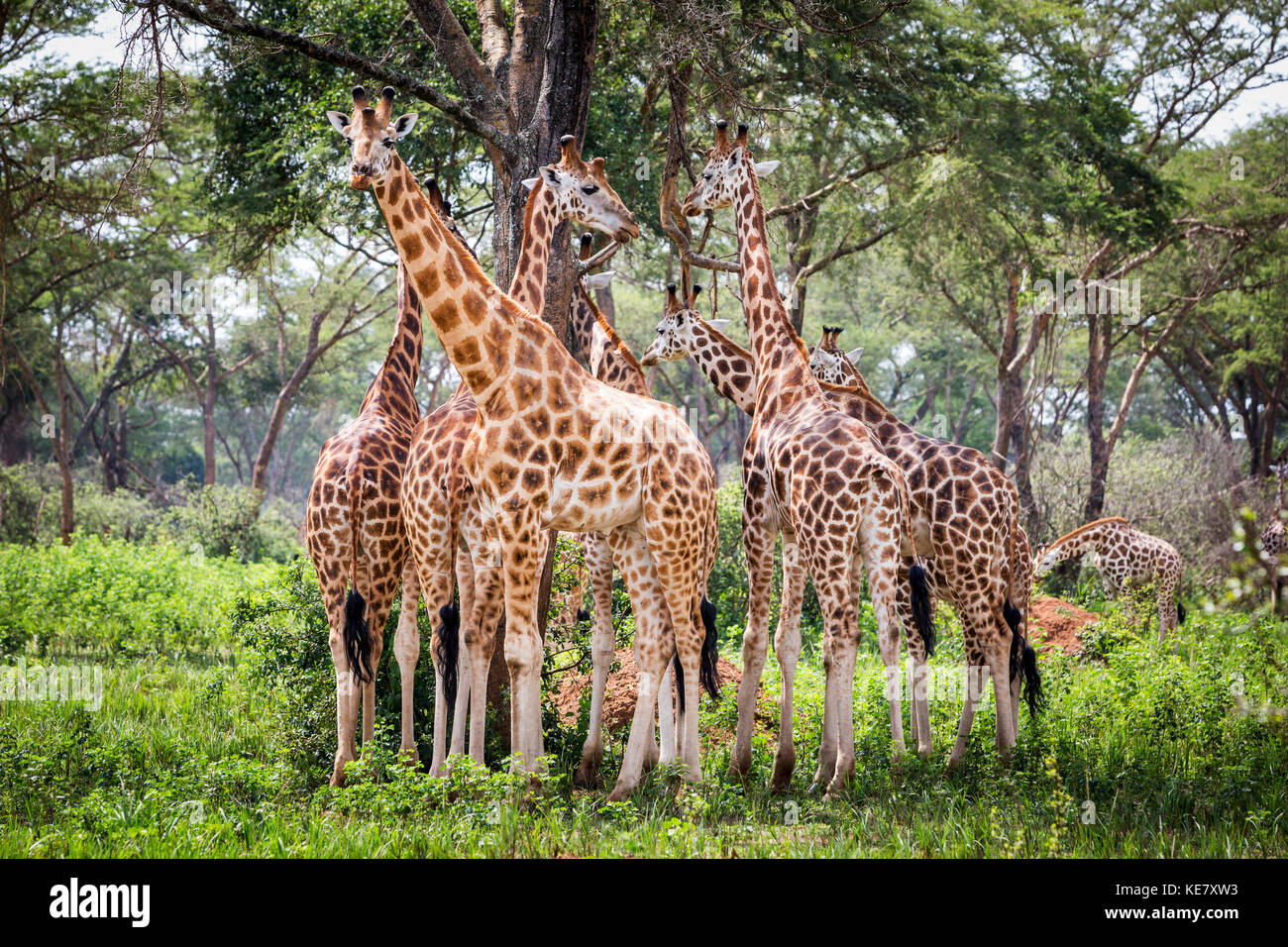 Un groupe de girafes (Giraffa) debout sous un arbre, Murchison Falls National Park ; l'Ouganda Banque D'Images
