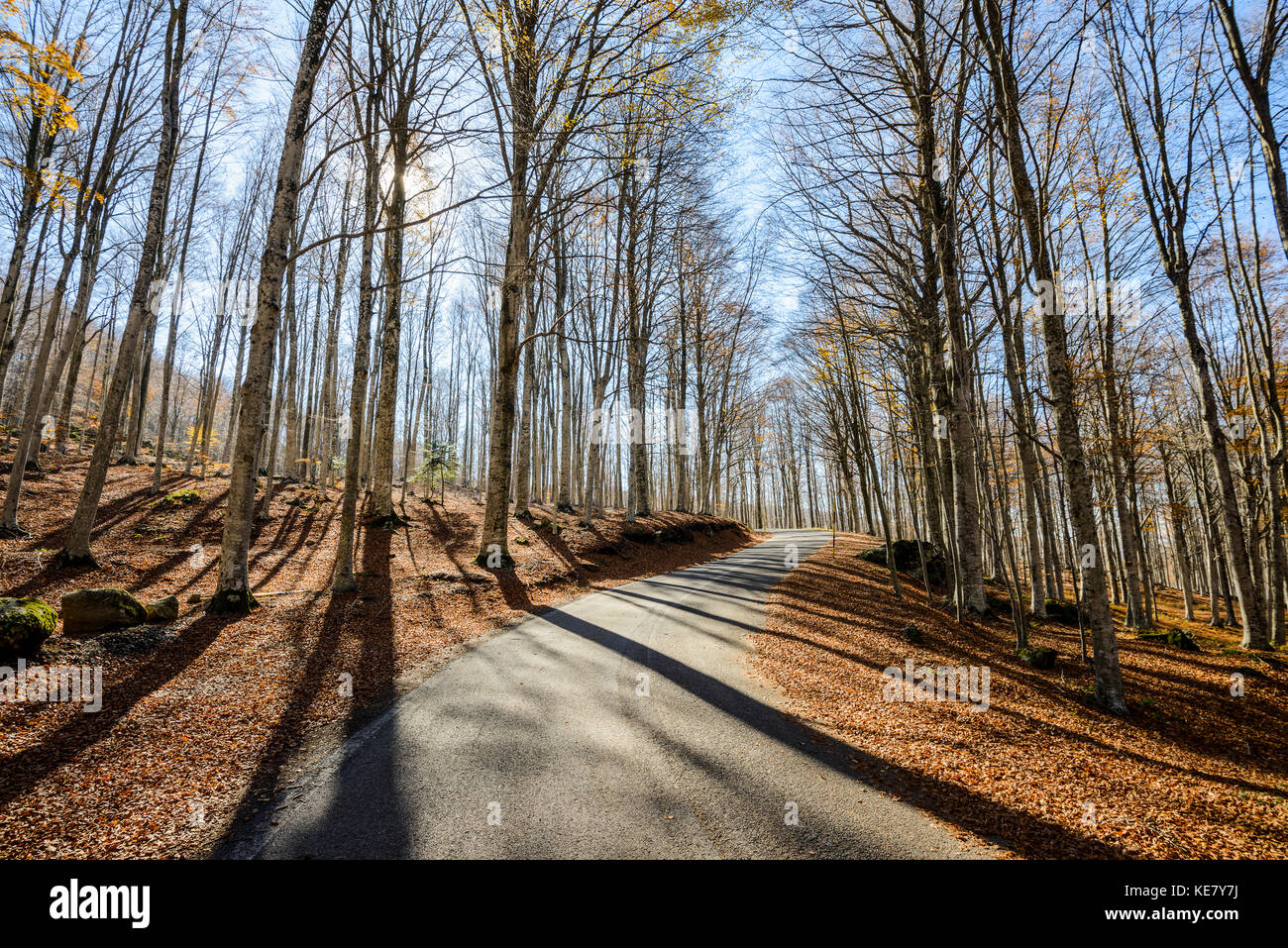 Une route asphaltée à travers l'Amiata montagne couverte par Golden et décidues jaune des feuilles mortes de la forêt de hêtres, Toscane, Italie Banque D'Images