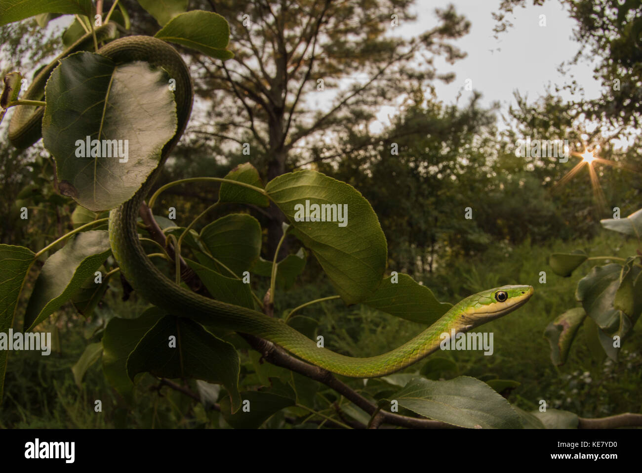 Un serpent vert rugueux (Opheodrys aestivus) sortir sur une branche au coucher du soleil dans l'arrière-plan. Banque D'Images