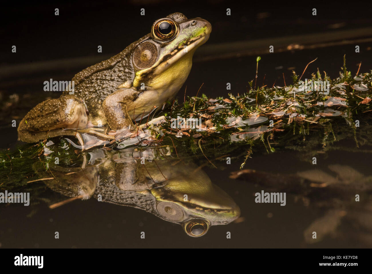 Un grand green frog (Lithobates clamitans) est assis sur une branche flottant dans un marais avec une réflexion parfaite de lui-même dans l'eau ci-dessous. Banque D'Images