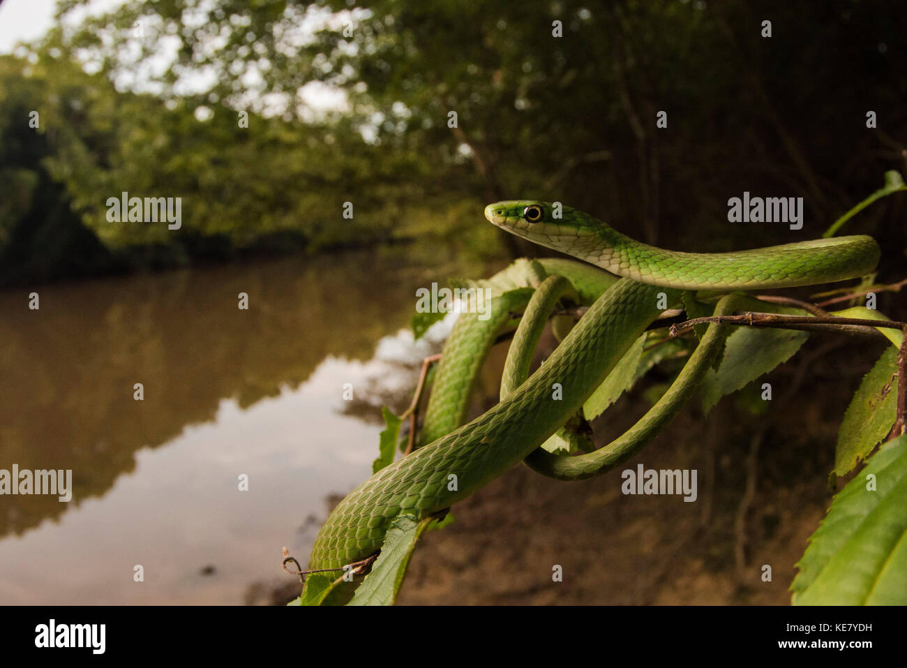 Un serpent vert rugueux donne sur une rivière dans l'Est des États-Unis. Banque D'Images