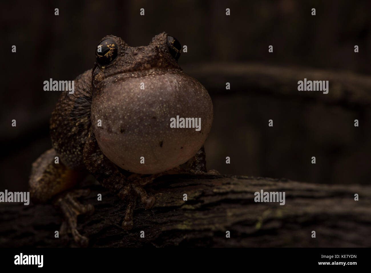 Homme la grenouilles chantent le soir afin d'attirer les femelles. Banque D'Images