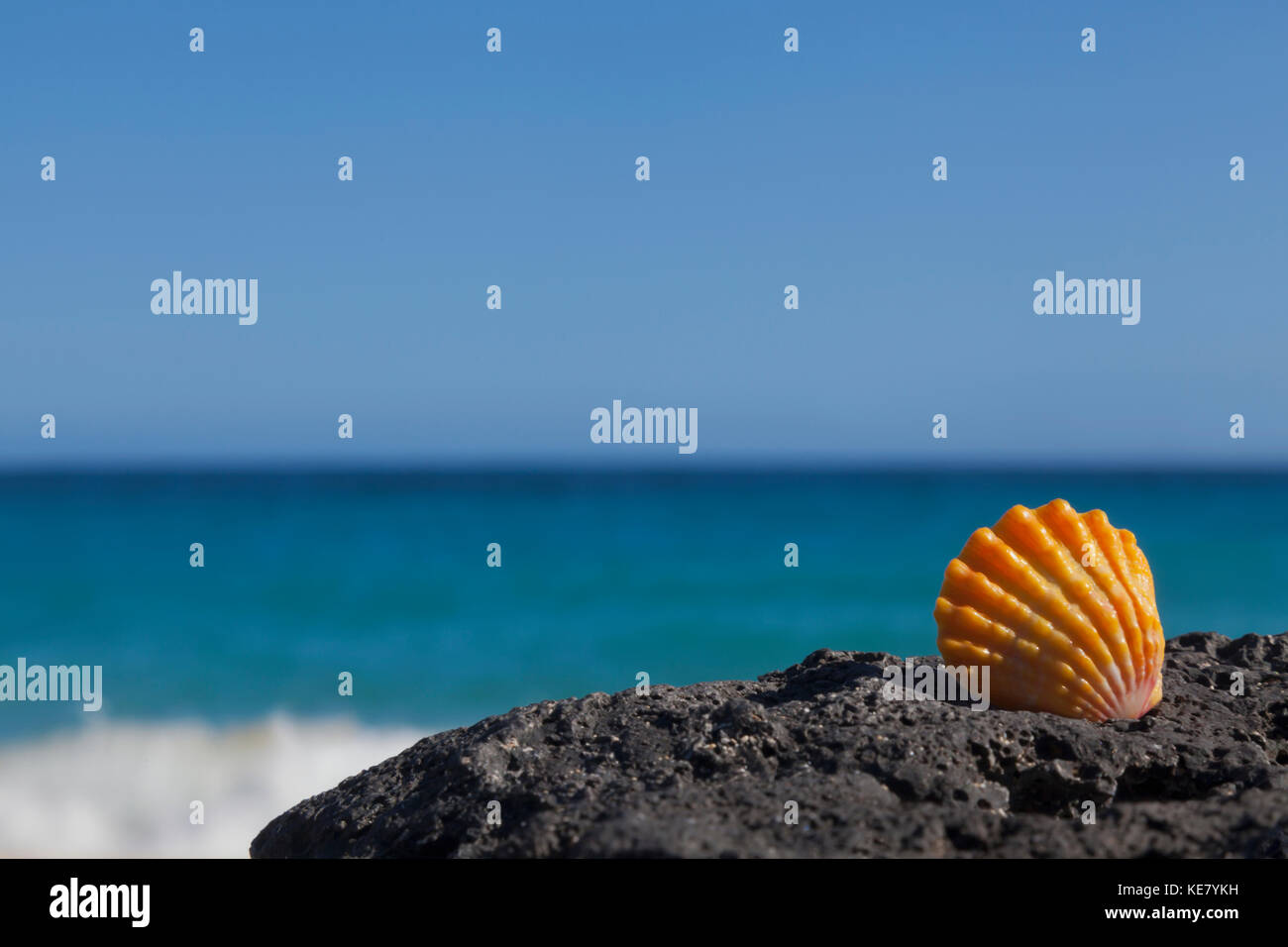 Un hawaiian sunrise orange (coquille de pétoncle Pecten) sur une pierre de lave noire sur la plage, côte nord d'Oahu Banque D'Images