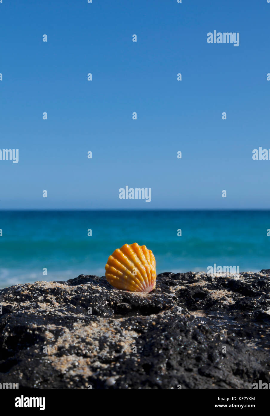 Un hawaiian sunrise orange (coquille de pétoncle Pecten) sur une pierre de lave noire sur la plage, côte nord d'Oahu Banque D'Images