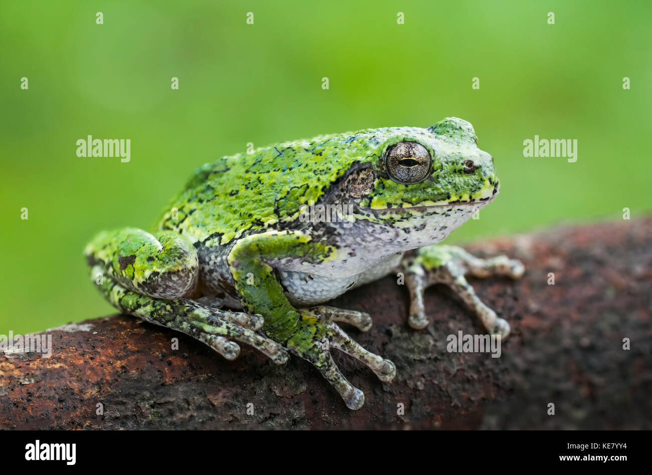 La rainette versicolore (Hyla versicolor) assis sur un journal ; Ontario, Canada Banque D'Images