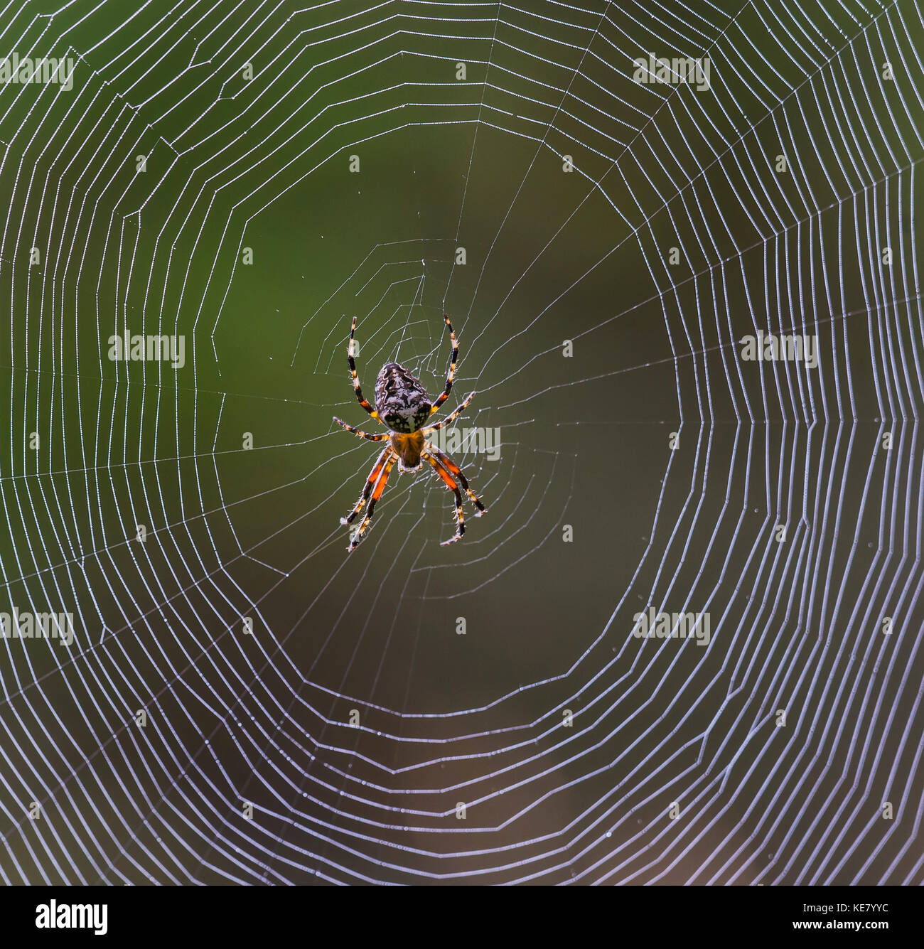 Orb-Weaver spider (Araneidae) dans son site web ; Redbridge, Ontario, Canada Banque D'Images
