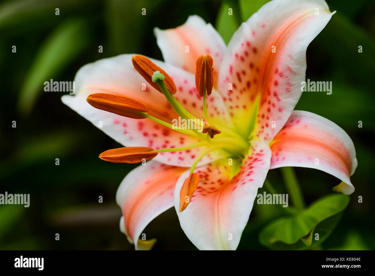 Lys Star Saumon (Liliaceae) monter un spectacle et remplir votre jardin  avec arôme sucré ; Astoria, Oregon, United States of America Photo Stock -  Alamy