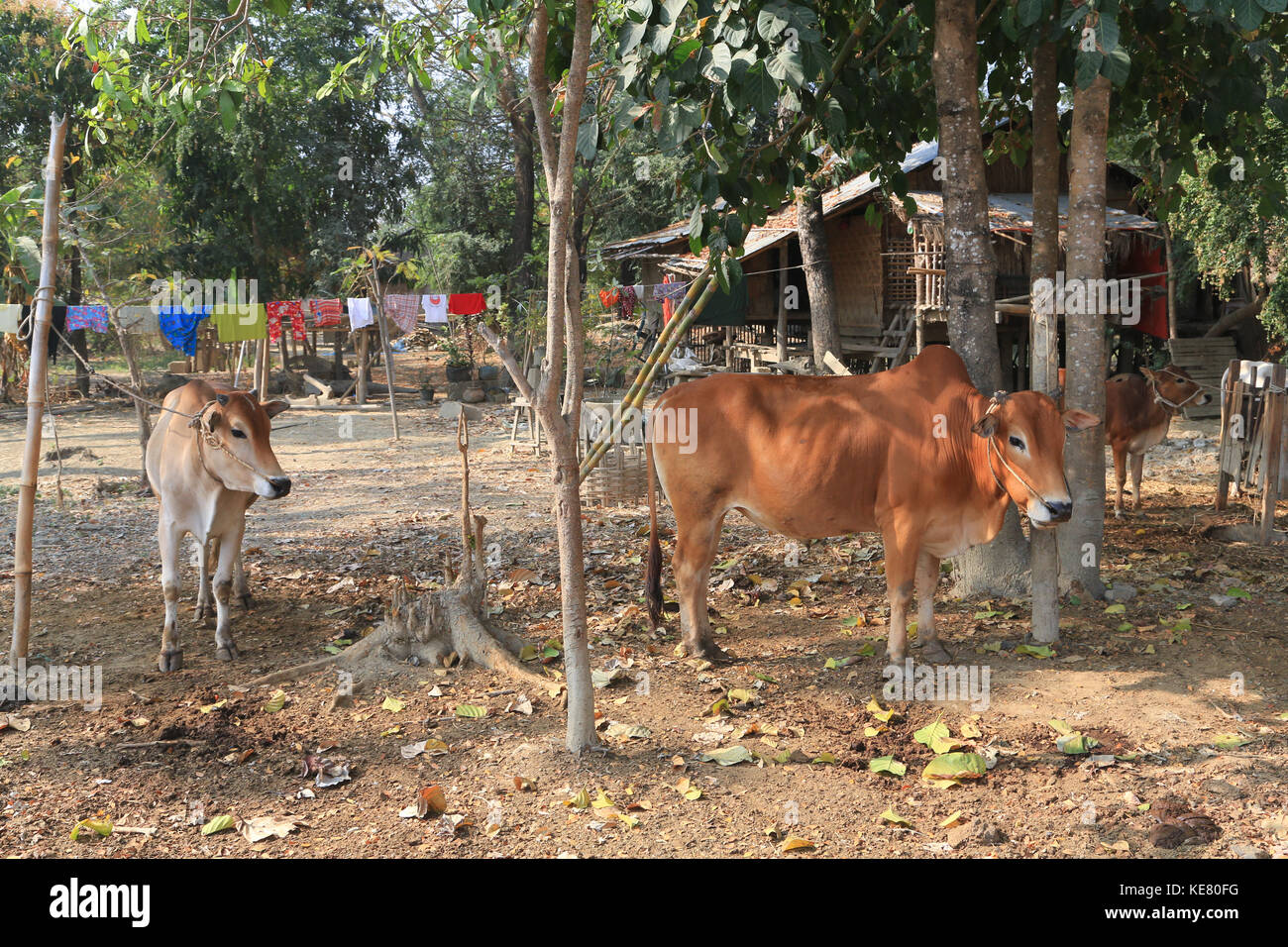 Nyaunghtaw village est sur la gauche (est) de la rivière Irrawaddy dans la province de l'Ayeyarwaddy au Myanmar (Birmanie). Les bovins debout sous les arbres. Banque D'Images