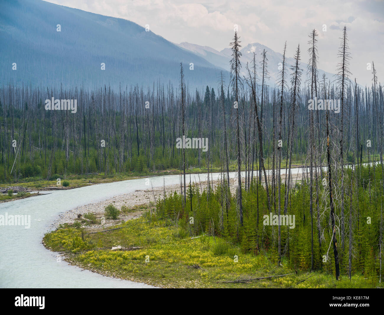 Le fleuve Columbia en marche à travers une forêt d'une nouvelle croissance et les montagnes Rocheuses, dans la distance, Edgewater, British Columbia, Canada Banque D'Images