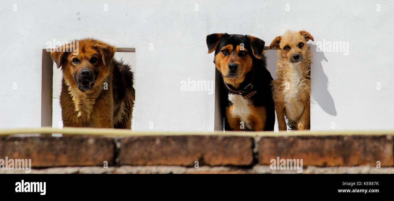 Chiens à travers les fenêtres Banque D'Images