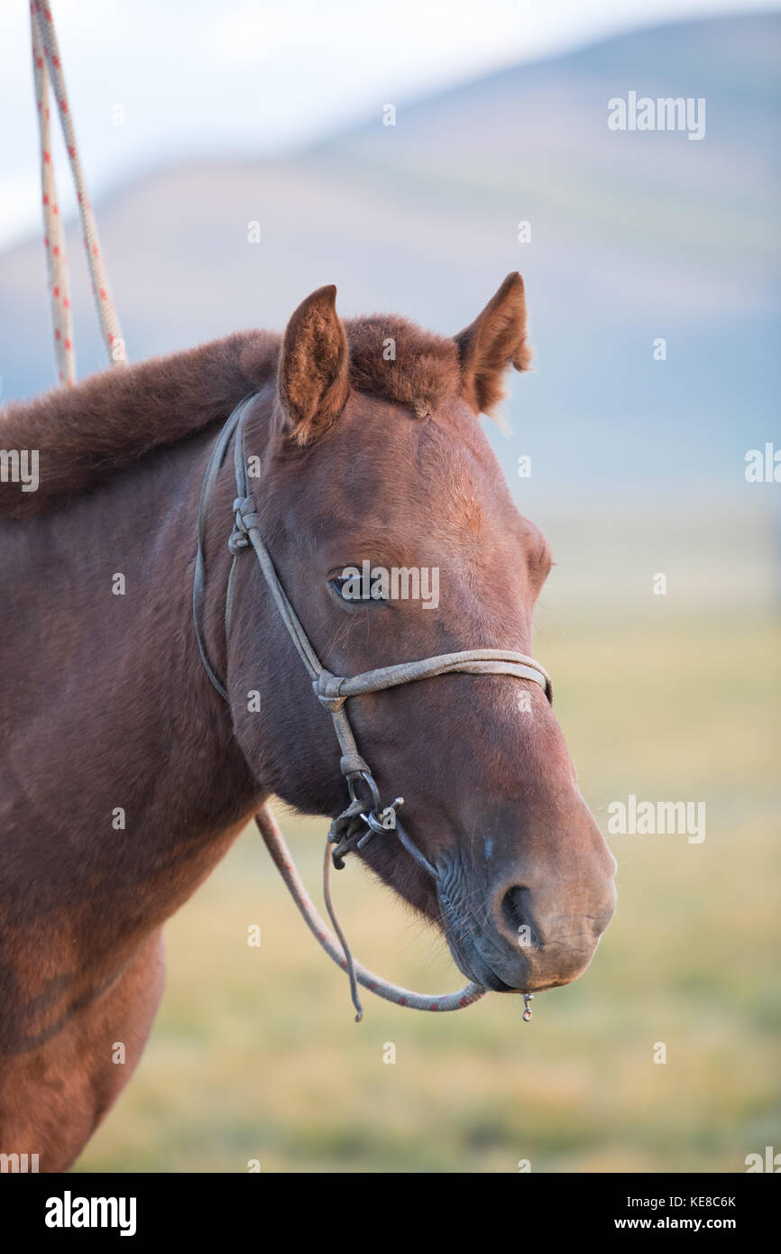 Portrait d'un seul cheval mongol traditionnel lié à un support de corde en fin d'après-midi la lumière. Khuvsgol, dans le nord de la Mongolie. Banque D'Images