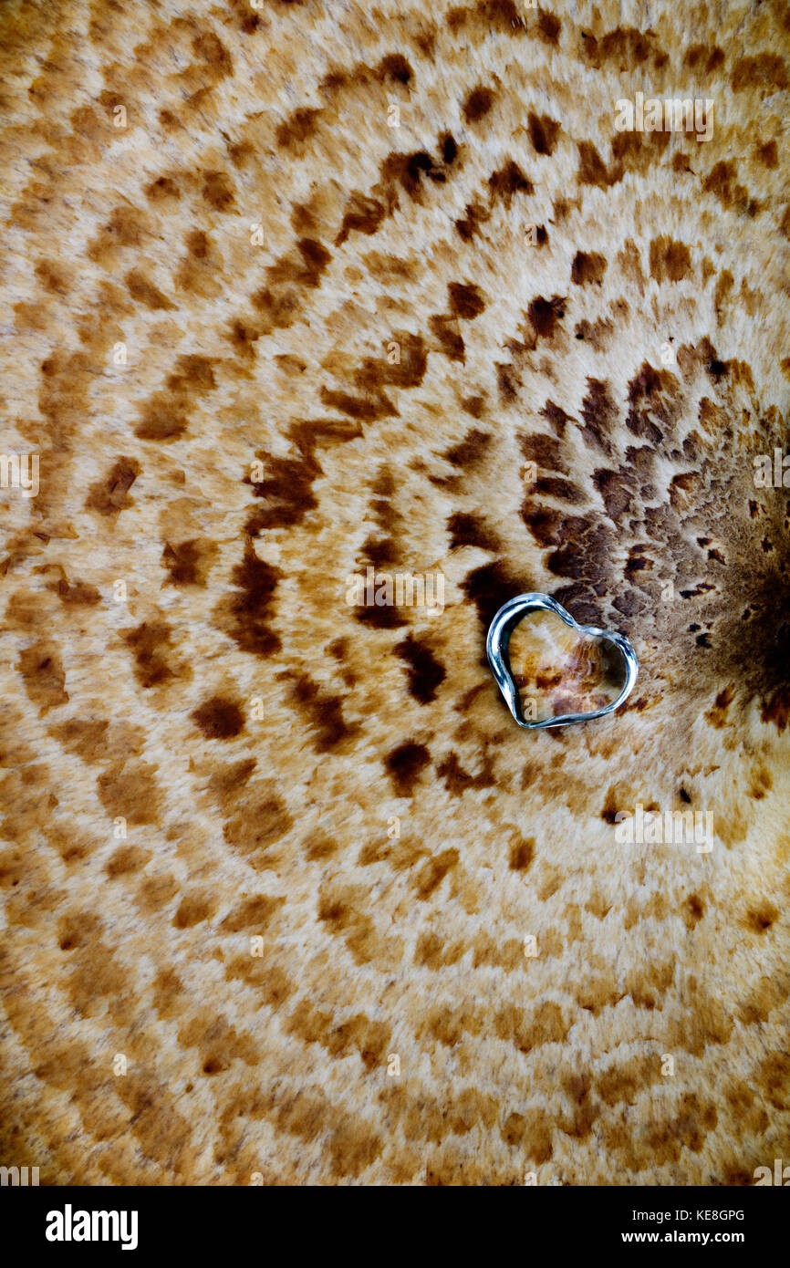 Polyporus squamosus, ou la dryade, selle ou Pheasant's retour champignon. Bien que les très jeunes, ce spécimen est déjà trop grand et vieux Banque D'Images