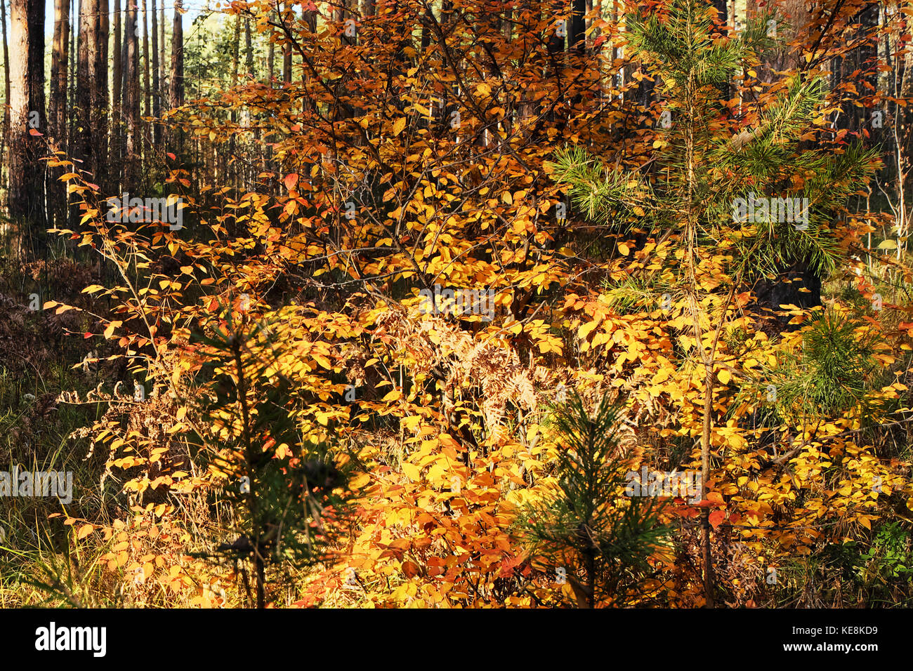 Bush d'automne avec des feuilles jaunes dans une forêt de pins sur une journée ensoleillée Banque D'Images Bush d'automne avec des feuilles jaunes dans une forêt de pins sur une journée ensoleillée Banque D'Images