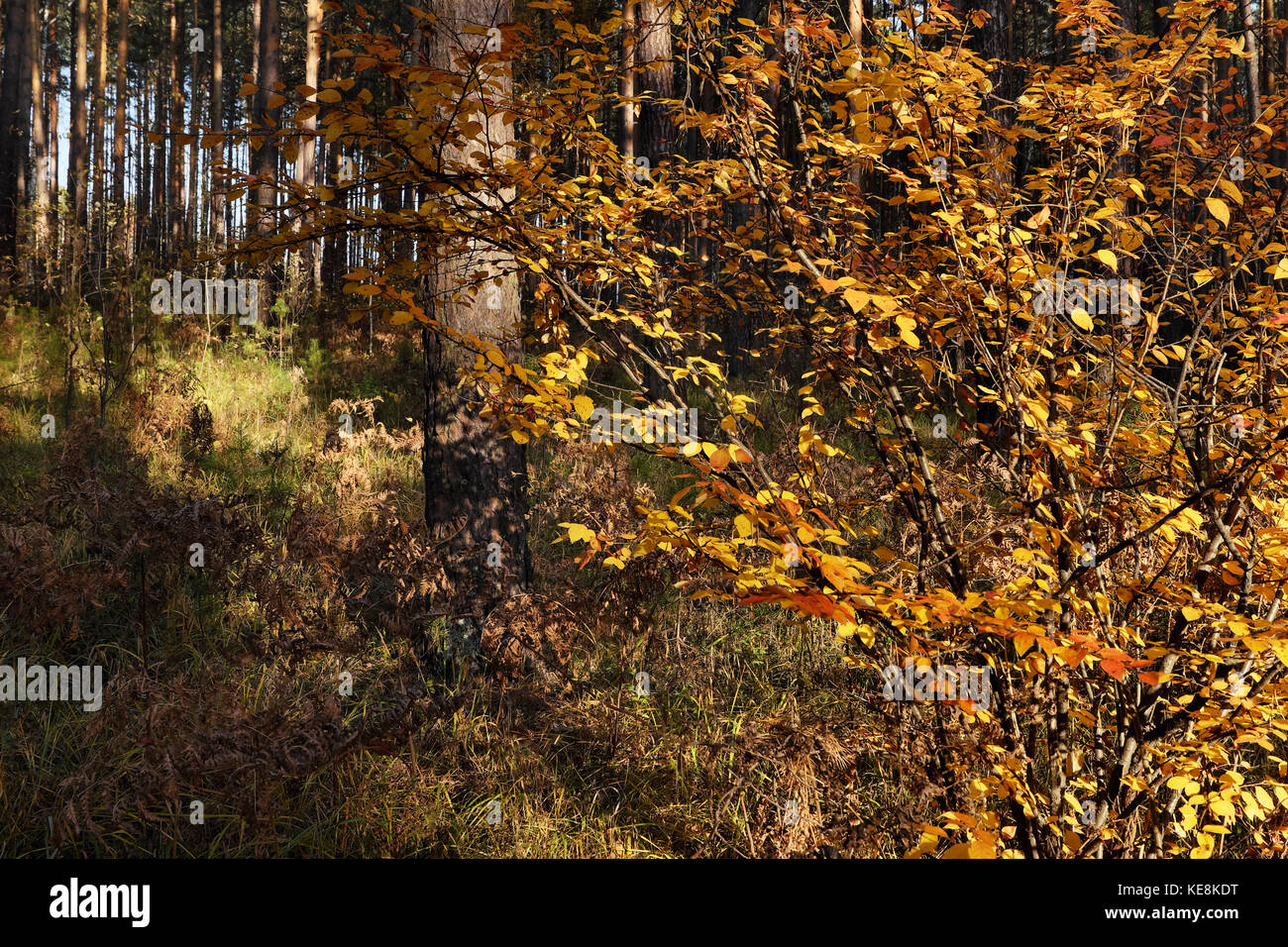 Bush d'automne avec des feuilles jaunes dans une forêt de pins sur une journée ensoleillée sur une journée ensoleillée Banque D'Images Bush d'automne avec des feuilles jaunes dans une forêt de pins sur une journée ensoleillée sur une journée ensoleillée Banque D'Images