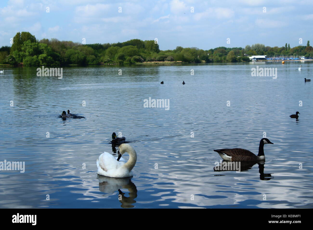 Cygnes sur l'eau à Pennington flash, Leigh, Angleterre Banque D'Images