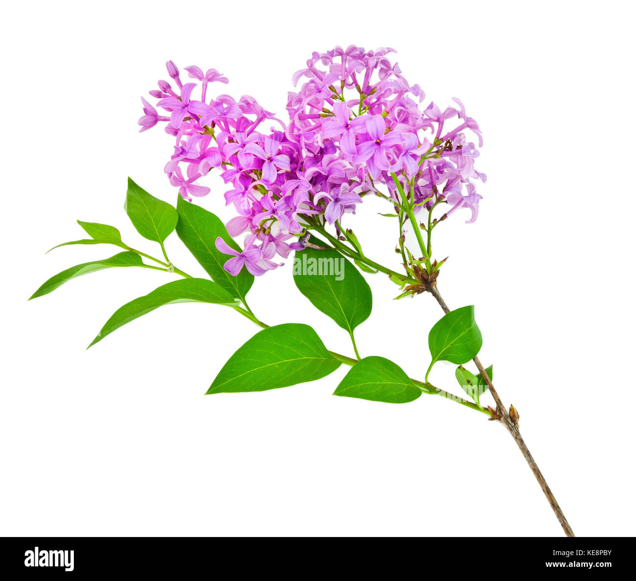 Bouquet de lilas odorants. isolé sur blanc. Banque D'Images