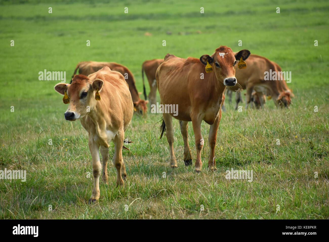 Vaches dans un champ avec belle herbe verte. Les vaches ont des étiquettes d'identification dans leurs oreilles. Certaines des vaches paissent sur l'herbe verte. Banque D'Images