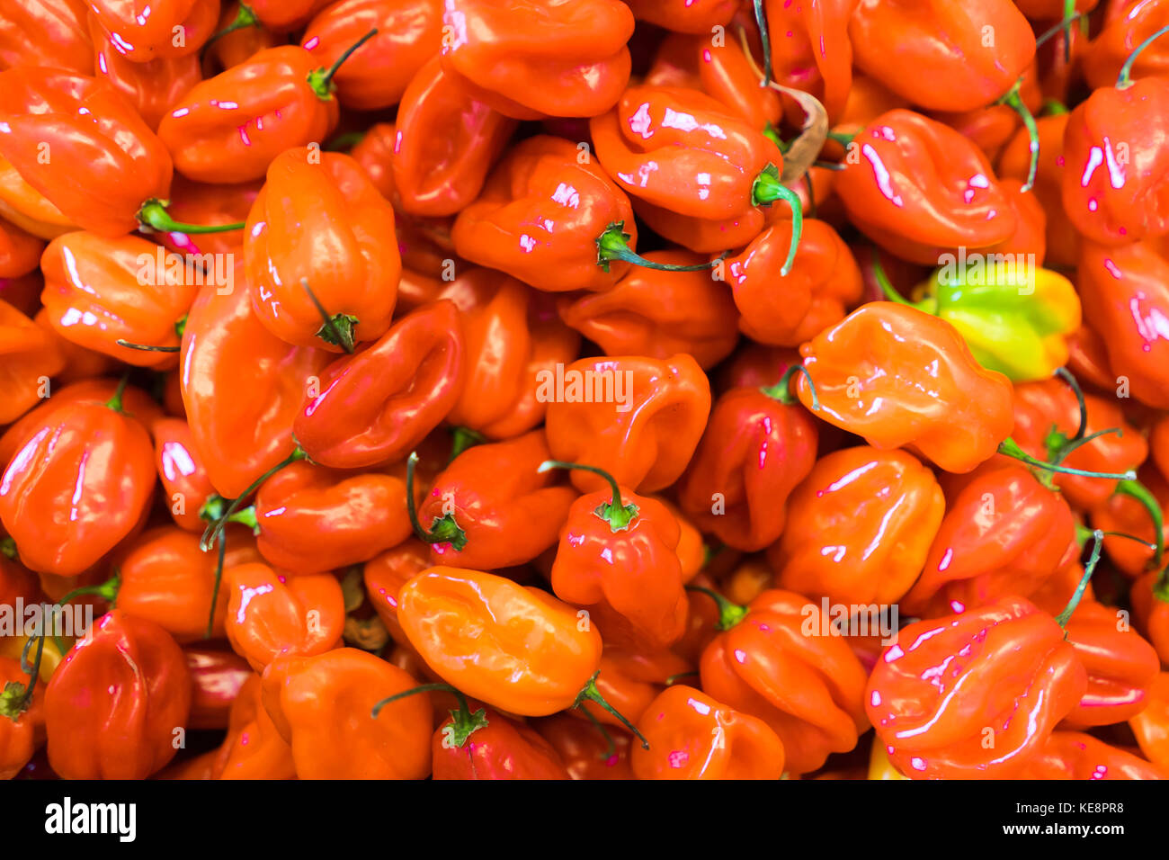 Les piments Scotch Bonnet (ata rodo) Banque D'Images