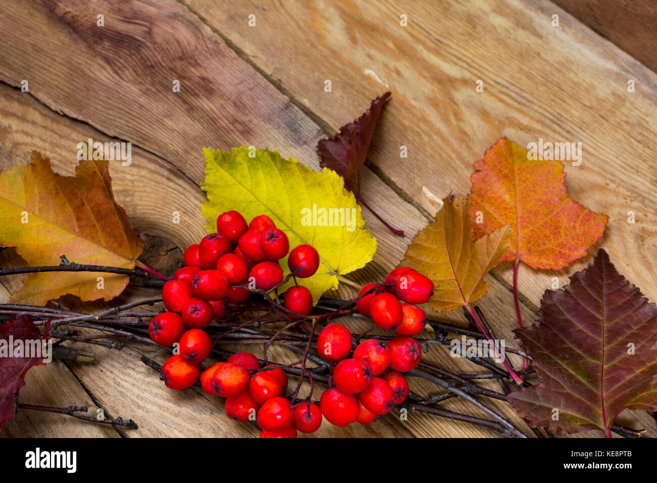 Automne fond rustique avec du jaune, rouge, greeen feuilles et fruits mûrs Rowan, Close up Banque D'Images