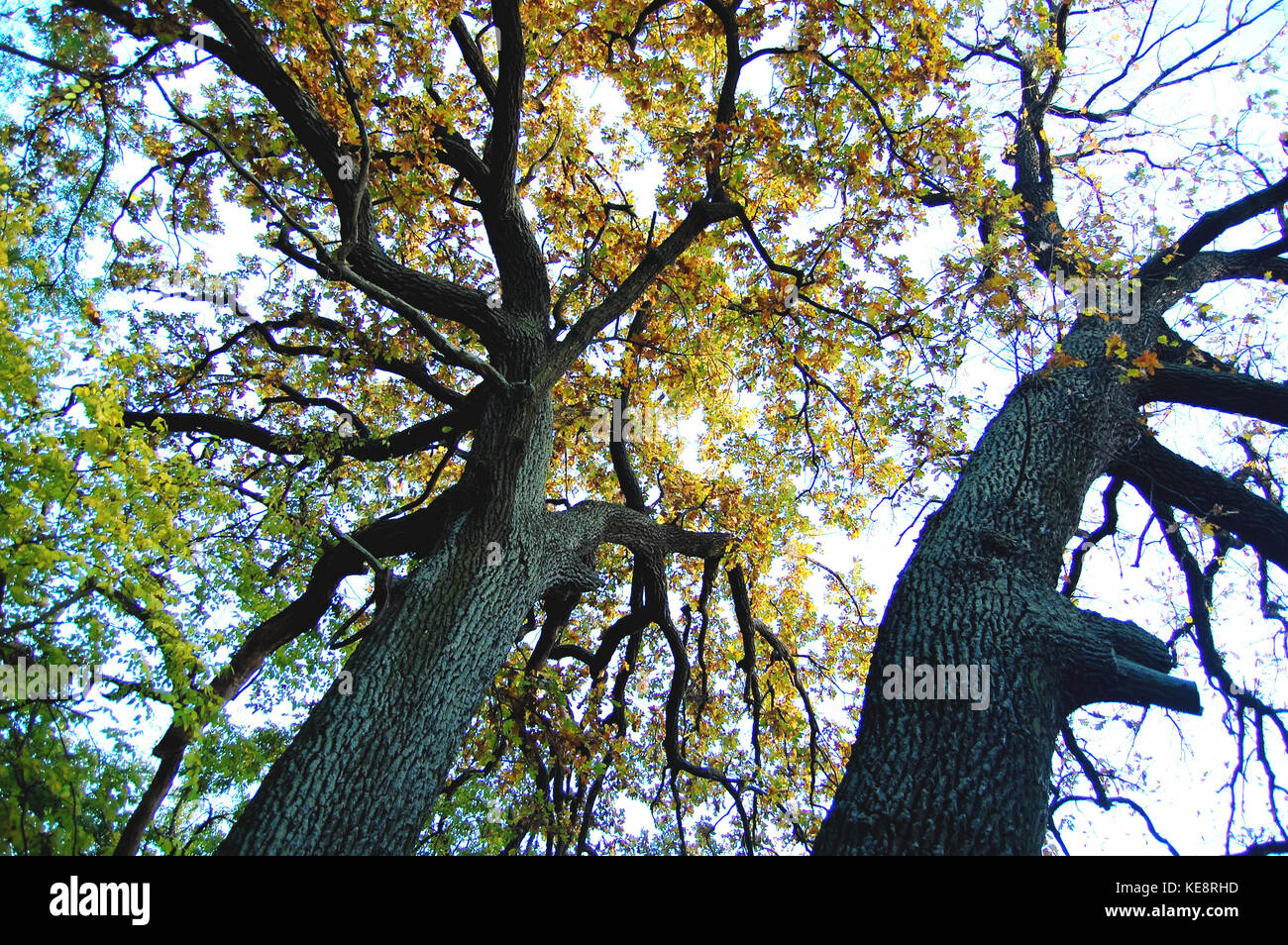 Deux vieux troncs de chênes avec un puissant à une journée d'automne. faible point de prise de vue. Banque D'Images