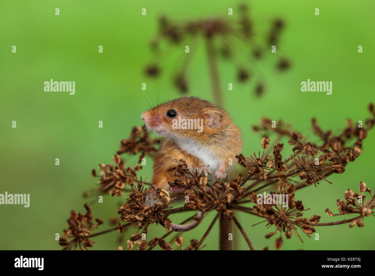 Souris eurasien sur une haie Banque D'Images