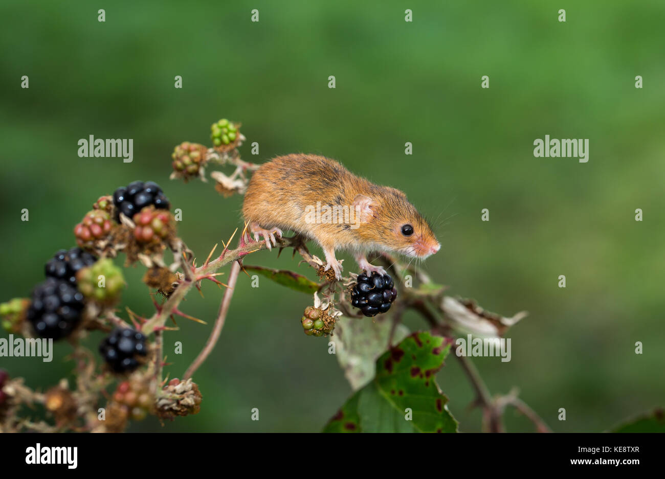 Souris eurasien sur une haie Banque D'Images