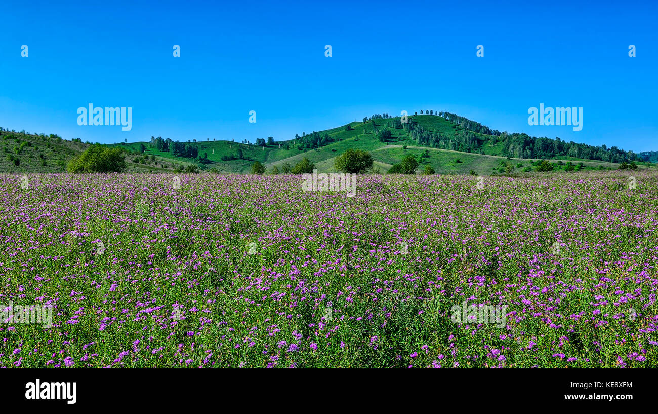 Soleil de montagne pittoresque paysage de collines, de Green Mountain meadow floraison lilas avec barbeaux sauvages et beau ciel bleu à bright summer day Banque D'Images