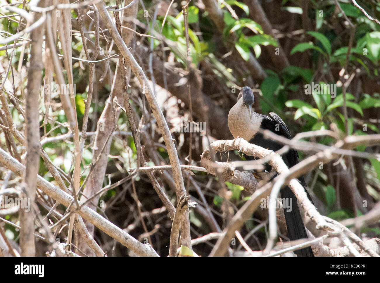 Pêche dard oiseau posé dans un arbre, Costa Rica Banque D'Images