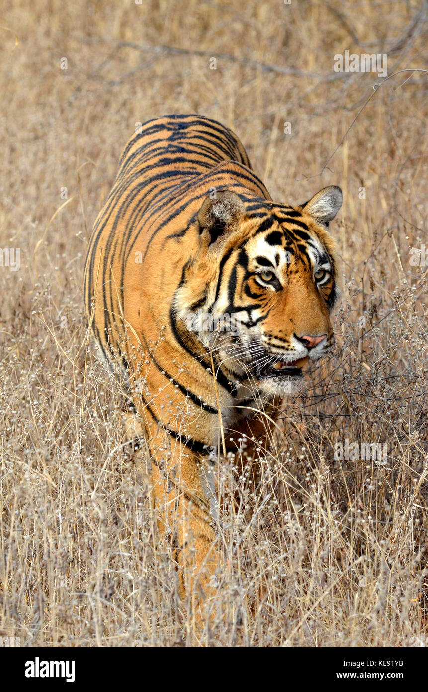 Tigre du Bengale, le parc national de Ranthambore Banque D'Images