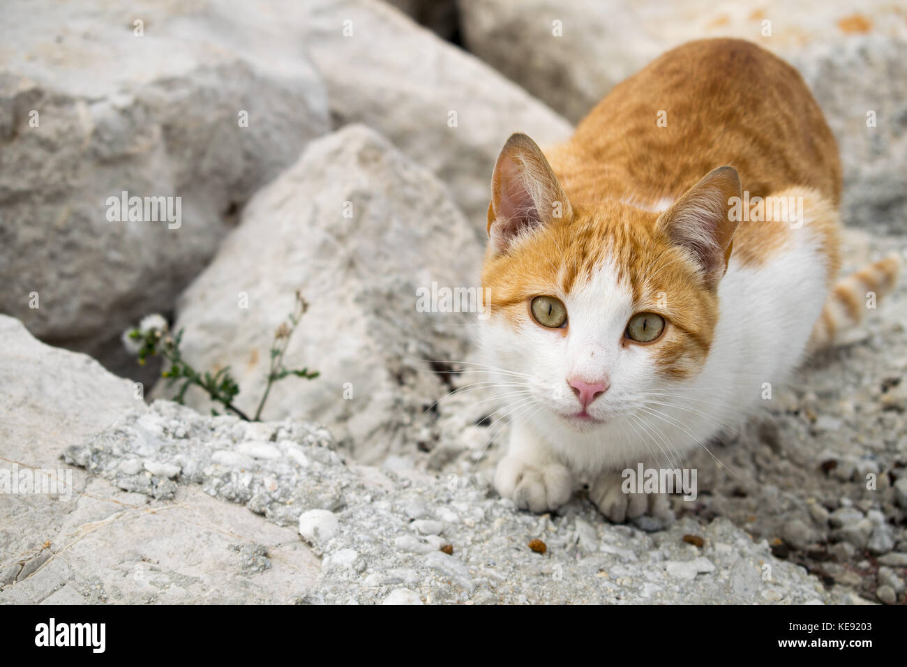 Un mignon petit chat de gingembre à mon port local à Marbella, Espagne Banque D'Images