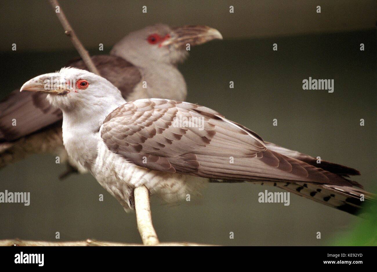 Deux grands coucous à bec de canal perchés sur la branche, maison de faisan, jardins zoologiques de Berlin, photographiés le 30 juillet 1999. | utilisation dans le monde entier Banque D'Images