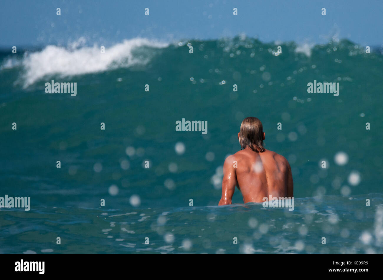 Alimentation huppe le mouvement des oiseaux de la faune de fond vert scène paisible environnement réserve écologique de conservation de la faune naturelles herbe nature fermer Banque D'Images