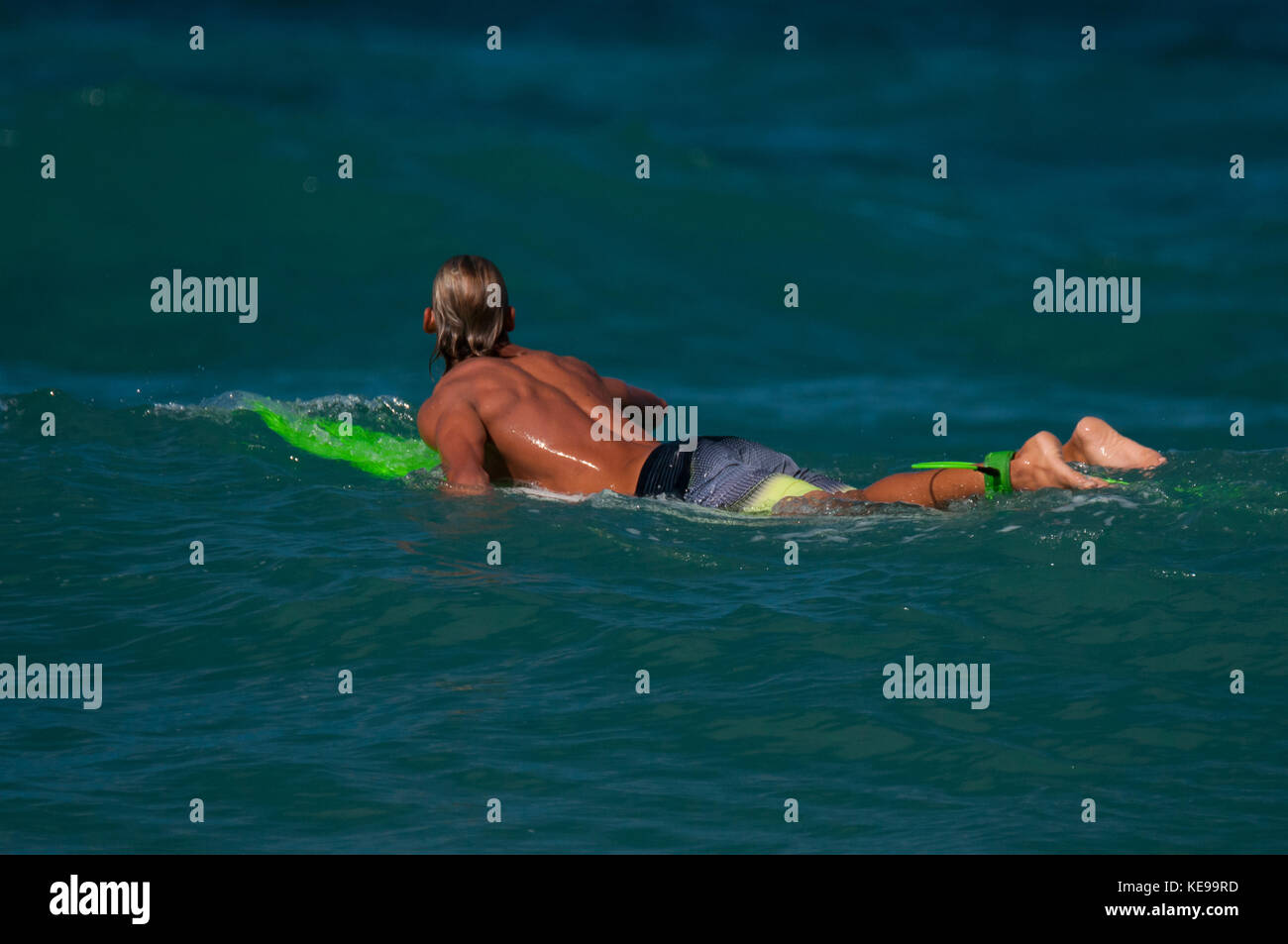 Alimentation huppe le mouvement des oiseaux de la faune de fond vert scène paisible environnement réserve écologique de conservation de la faune naturelles herbe nature fermer Banque D'Images
