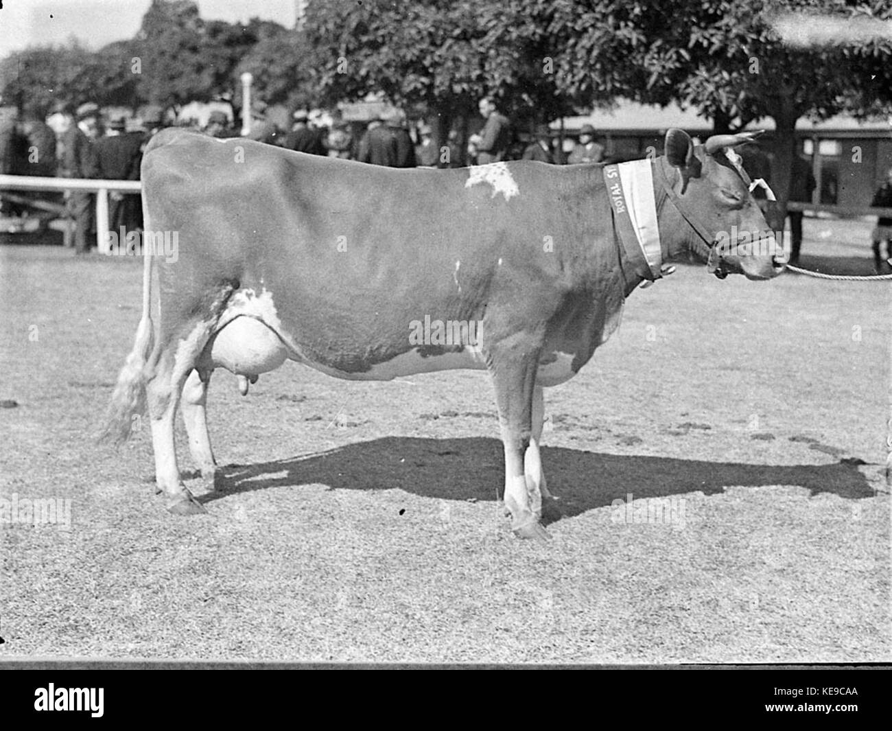 34960 vache Guernsey Banque D'Images