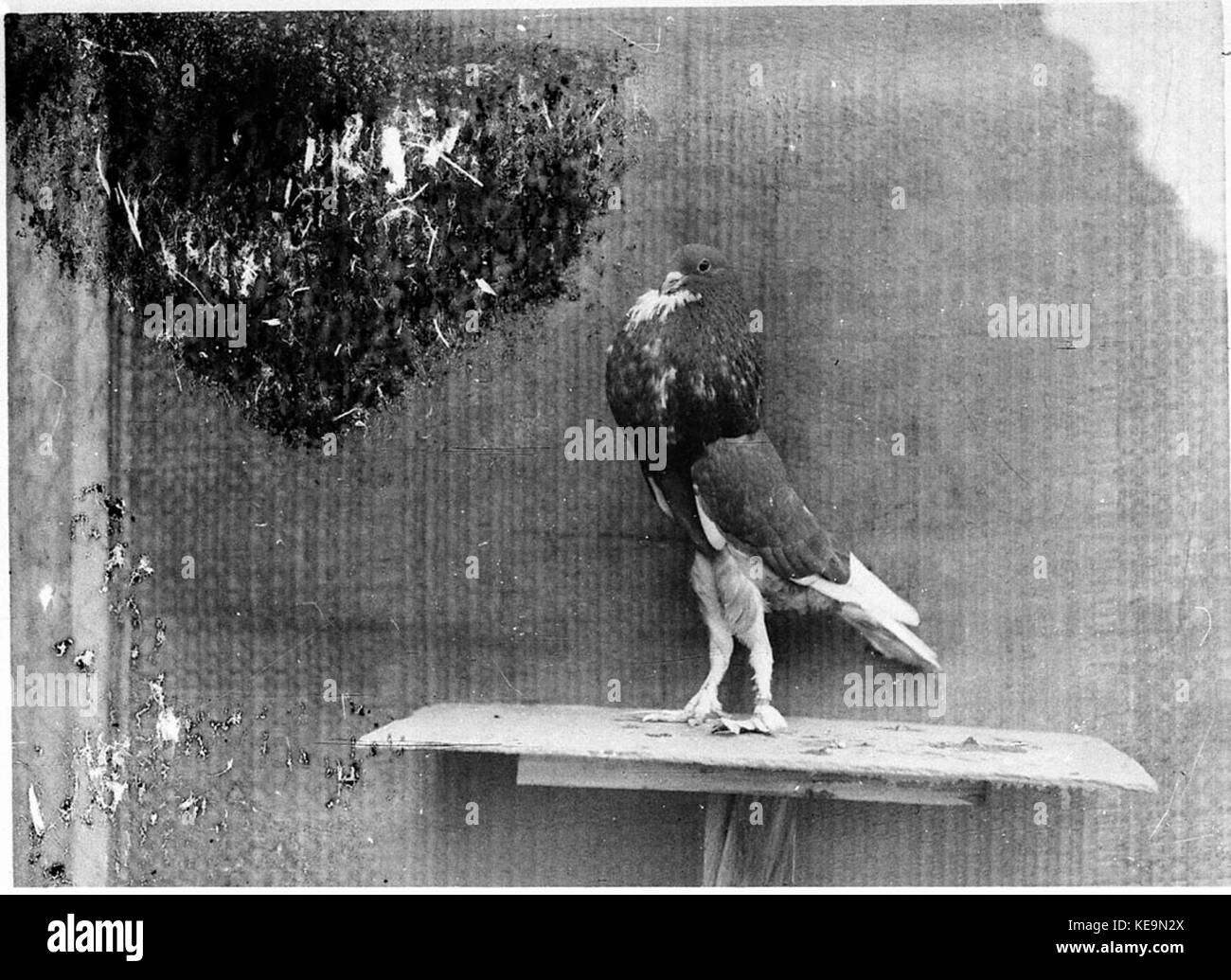 456287 pigeon Champion Banque D'Images