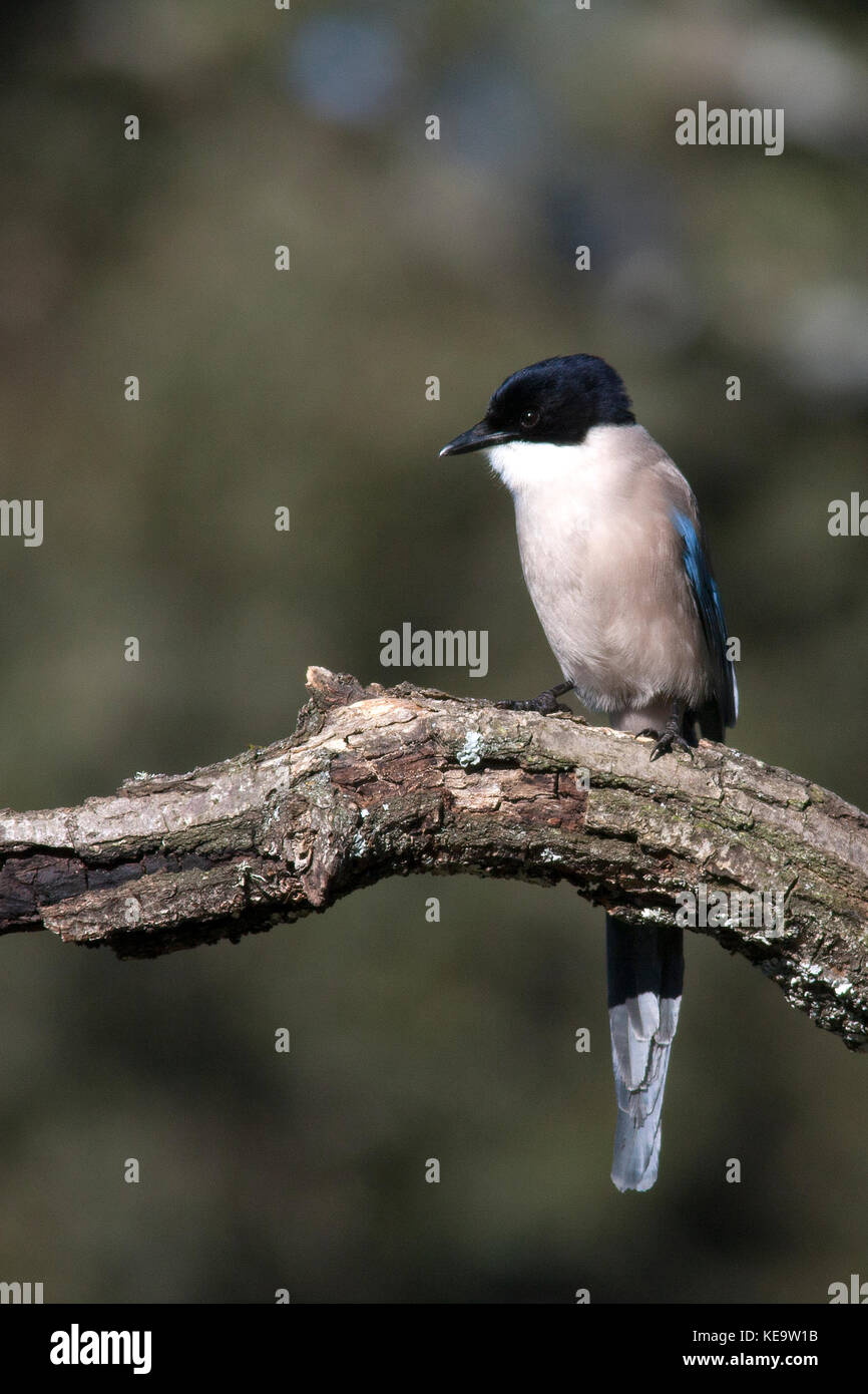 Azur-wingedmagpie Banque D'Images